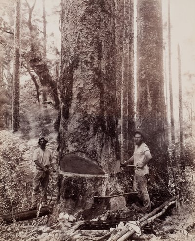 Cutting Down the Kauri by Josiah Martin